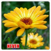 neven