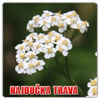 hajdučka trava